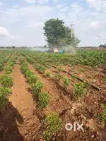 2 ಎಕರೆ 21 ಗುಂಟೆ ನೀರಾವರಿ ಹೊಲ ಮಾರಾಟಕ್ಕಿದೆ