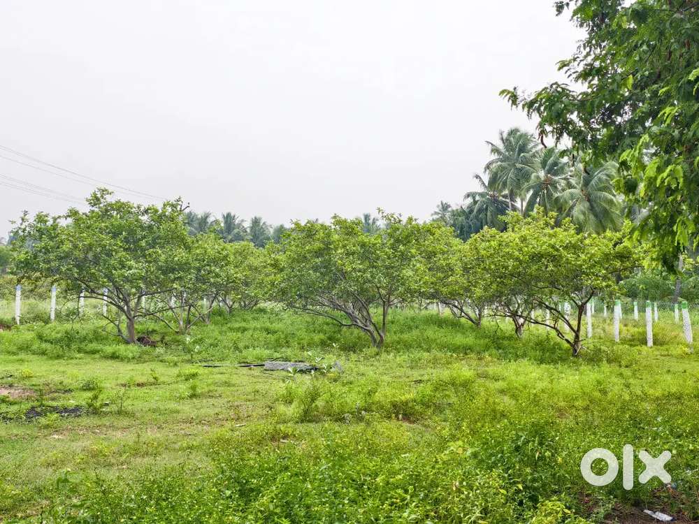 30 Cent land / palamedu