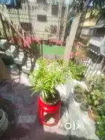 Bonsai Tree