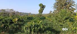 3 Acres of Stream Attached coffee and Areca plantation for sale