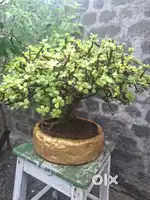 Precious 18 year old plant