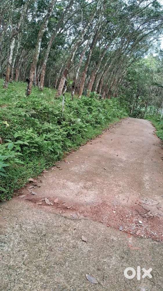 37 cent land (concrete road side)