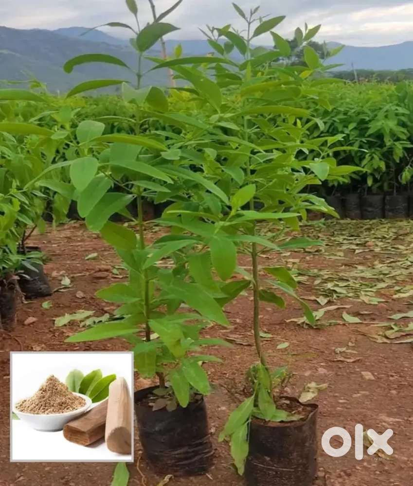 WHITE SANDAL WOOD FARMING PROJECT PLOT