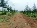 Hybrid Jamun, Sandalwood & Mahogany Farm Lands – High Returns5