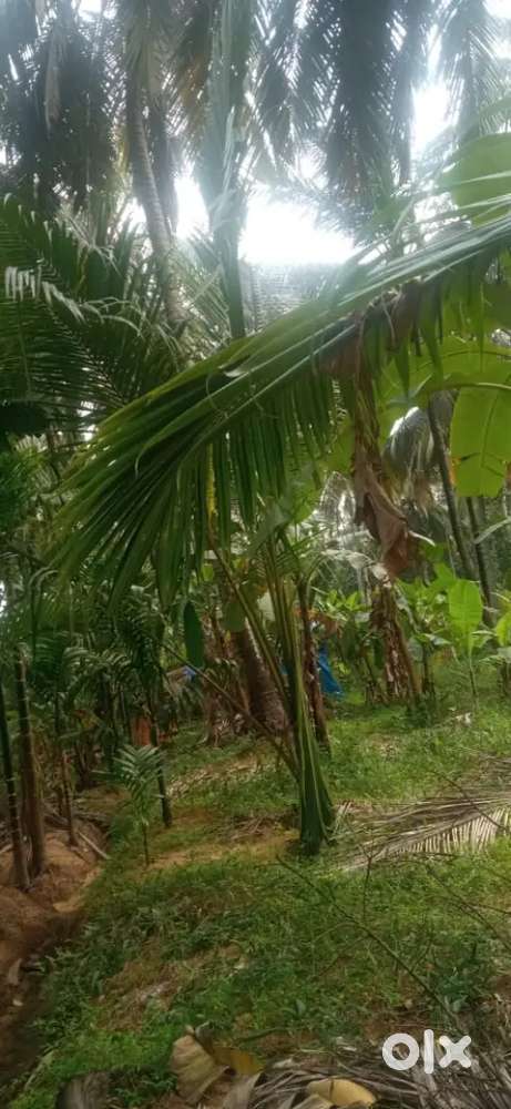 75 cent land.near by derisanam cope,gnalam.100 coconut trees