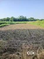 Sale for 4 kanal khet(land)