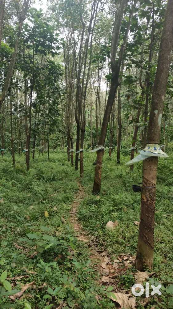 Kothamangalam onnukal puthankurish 3 acre for sale