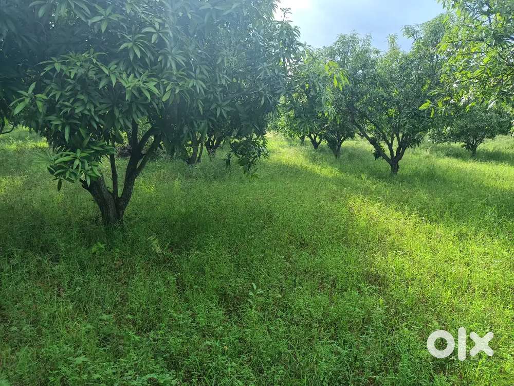 Mango garden .3.00 acears ,Total cost.42lakshs