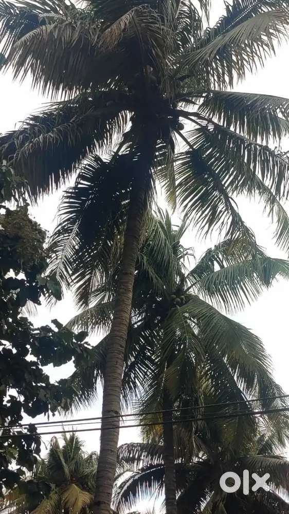 3 acre coconut property sales