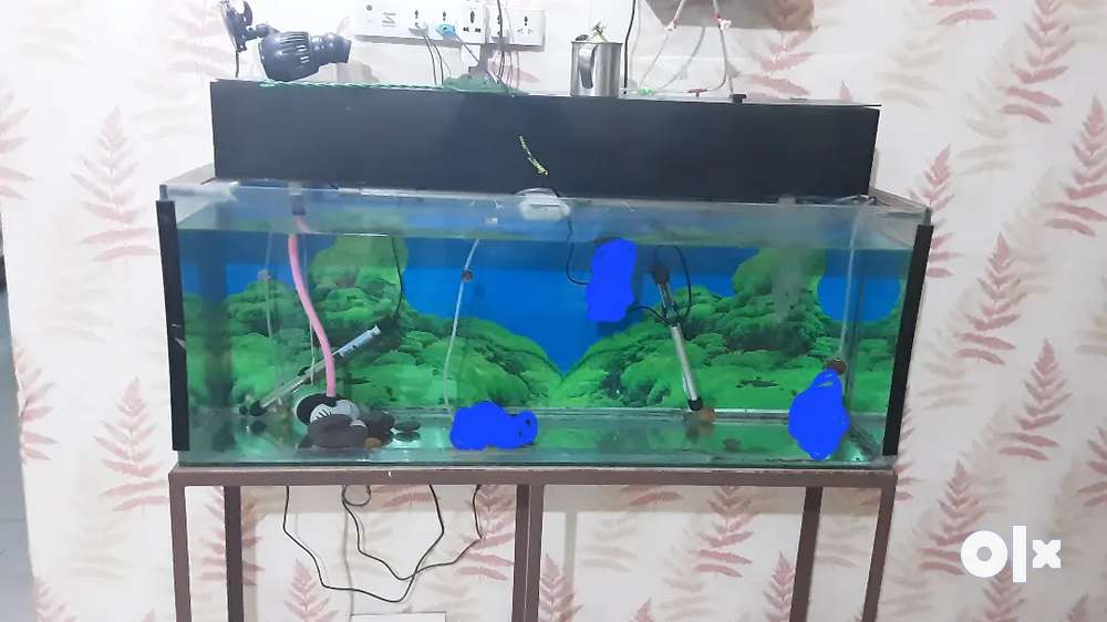 4x1x1.5 ft aquarium + top sump filter in mayur vihar phase3 delhi