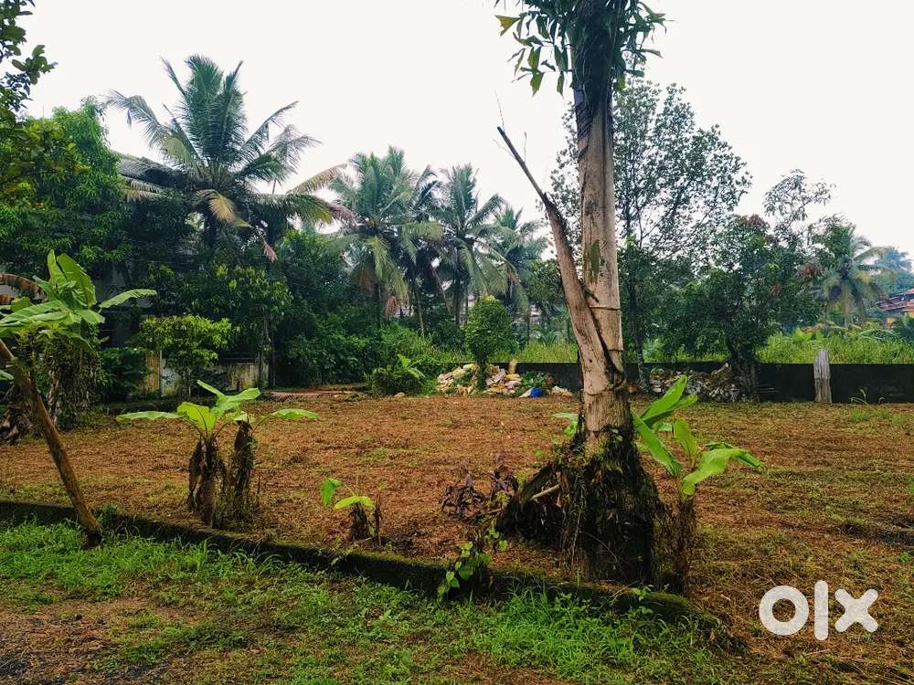 6 cnt plot Kakkanad Kangarappady 9 pr cnt Negotiable