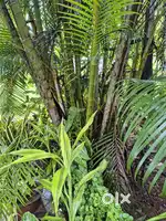 Good corton plant