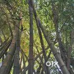 Bamboo for sale