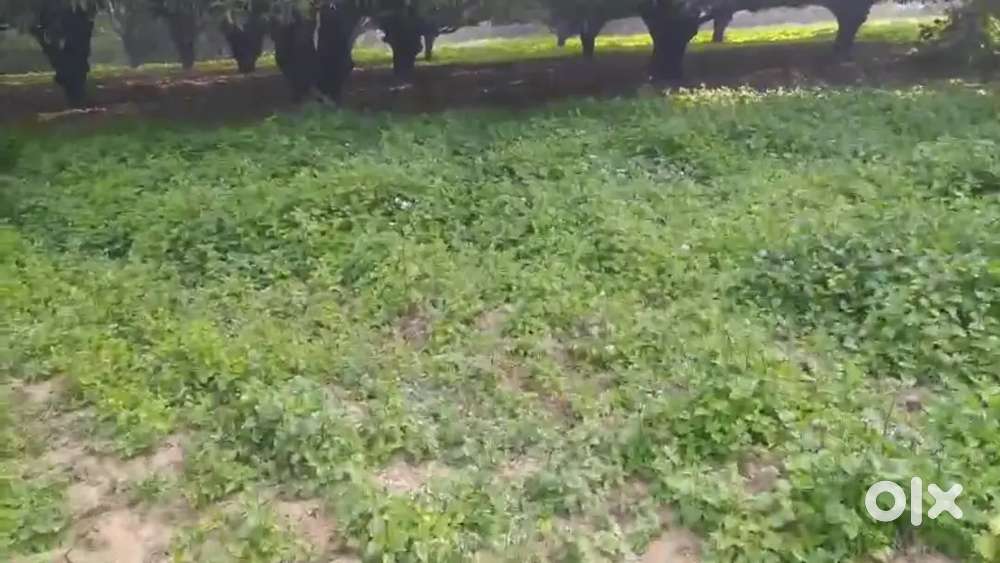 सीतापुर रोड से बक्शी के तालाब के पास खेती वाले जमीन बिकाऊ है