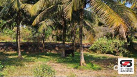 Farmland for sale in Kozhinjampara, Palakkad