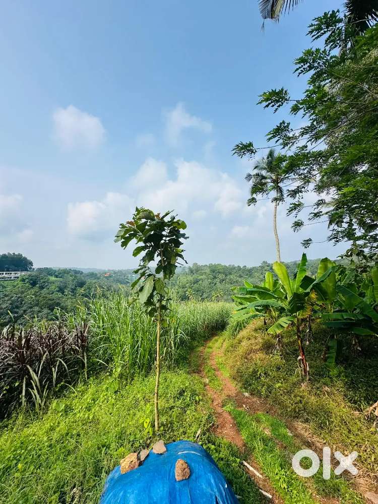 9.35 ACRES LAND SALE IN MULAYARA VELLANADU