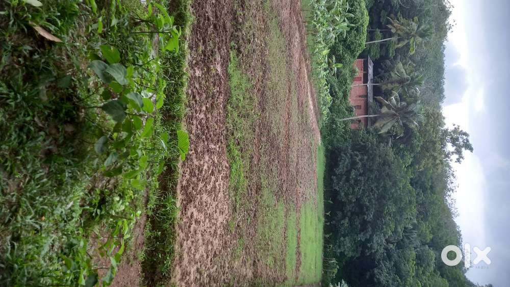 42 cent of agricultural land near azeezia medical college