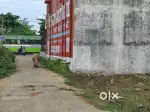 PLOT FOR SALES IN PANRUTI CHENNAI MAIN ROAD