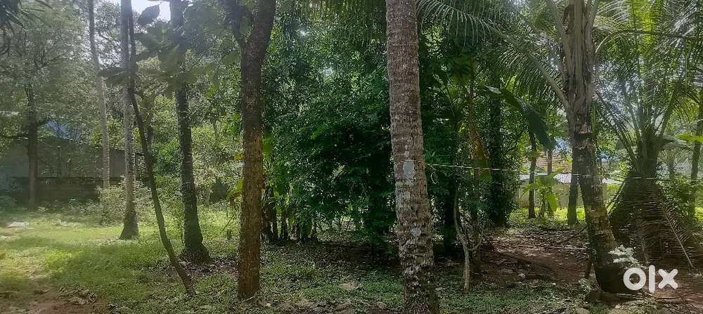 Near to government medical college kollam (1km to medical college)