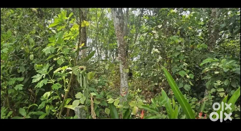 MC Roadside Land for Lease: 101 cents in Adoor