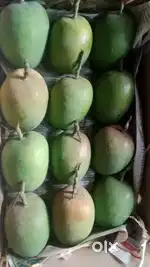 Maango (aapus)