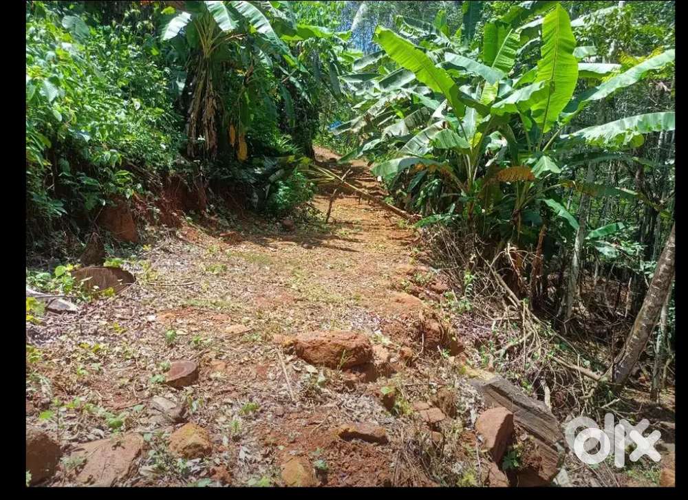 റോഡ് സൗകര്യം ഉള്ള പ്ലോട്ട്