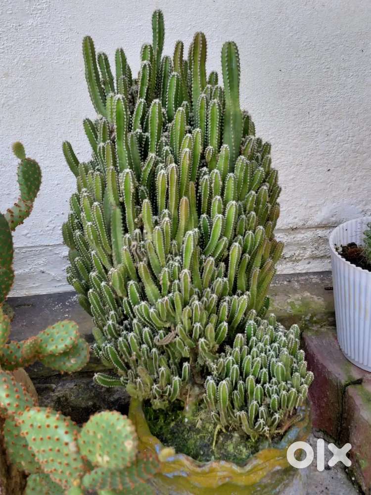 Cactus - with good roots