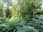 Idukki Panikkankudy 4.85 AC LA pattayam land with house