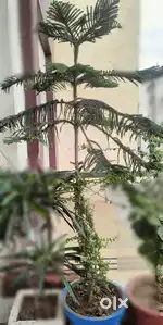 Live plants