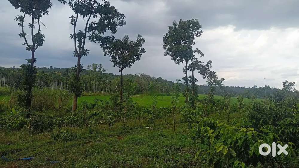 കണിയാമ്പറ്റയിൽ 4.10 ഏക്കർ സ്ഥലം വിൽപ്പനക്ക്