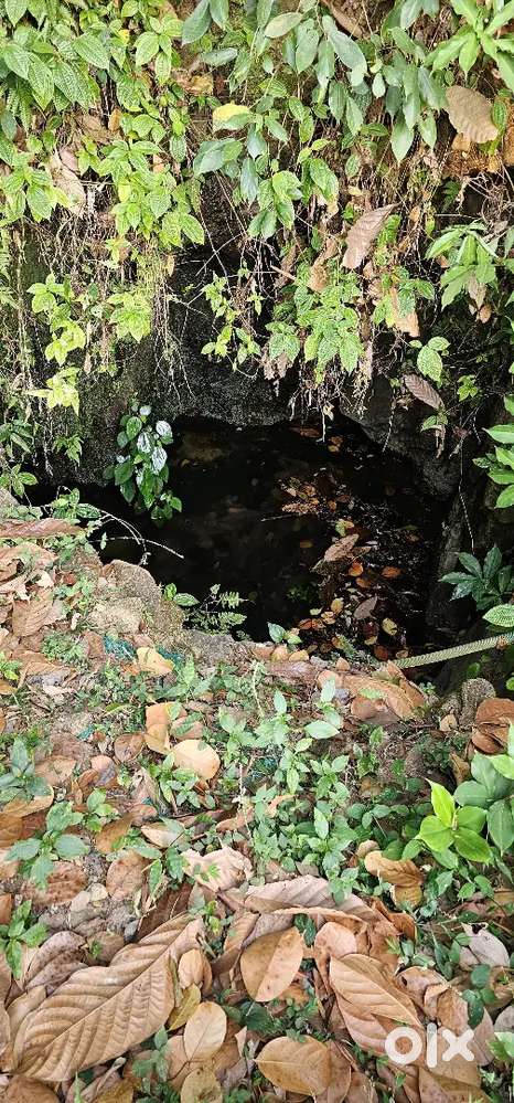 1.50 acr ഇടുക്കി ജില്ലയിൽ പാഞ്ചാലിമെടു അടുത്ത് സ്ഥലം വില്പനക്ക്