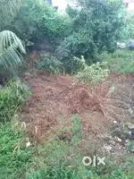 Farm selling athani ganna master