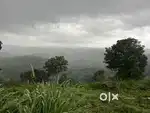 3 ACRE RESORT LAND FOR SALE (TEA LAND)