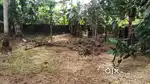 Thiruvalla katodu near Iruvilipara Road 23 Cent House Plot.