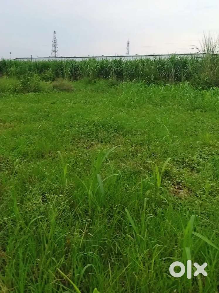 Plot For Sale - Majri Grant, Doiwala (Dehradun)