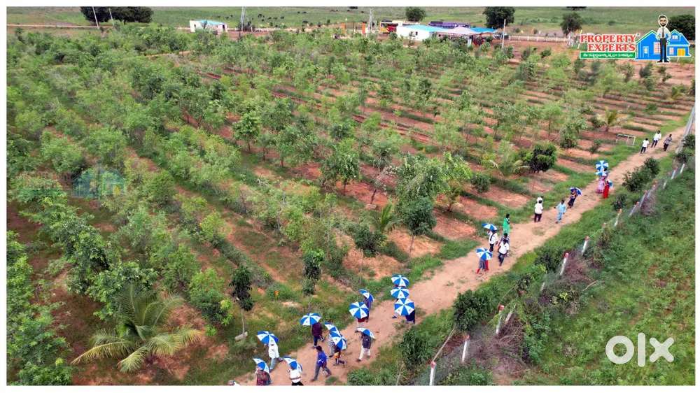 Property expert mi kastarjitanni vrudha kanivvamu