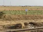 N/A open plot for Rent Rs. 20000/-