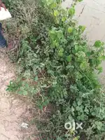 Two bhk apartment