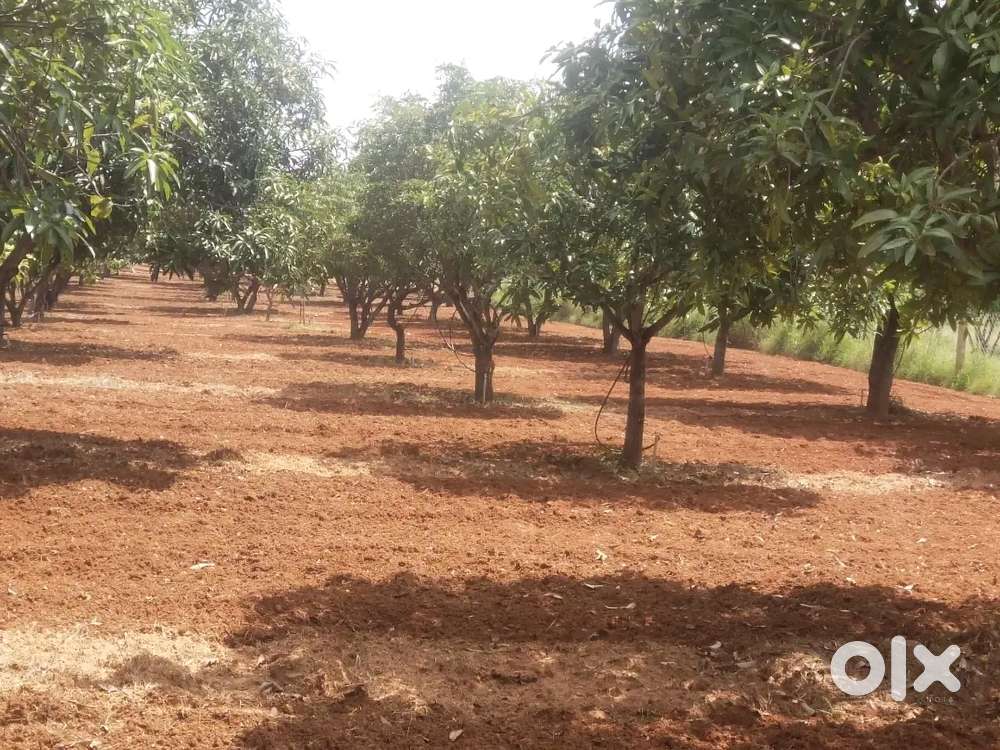 24 acers mango garden and agriculture land piler to 22 kms