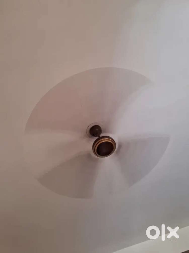 Ceiling fan