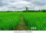 AGRICULTURE LAND SALE