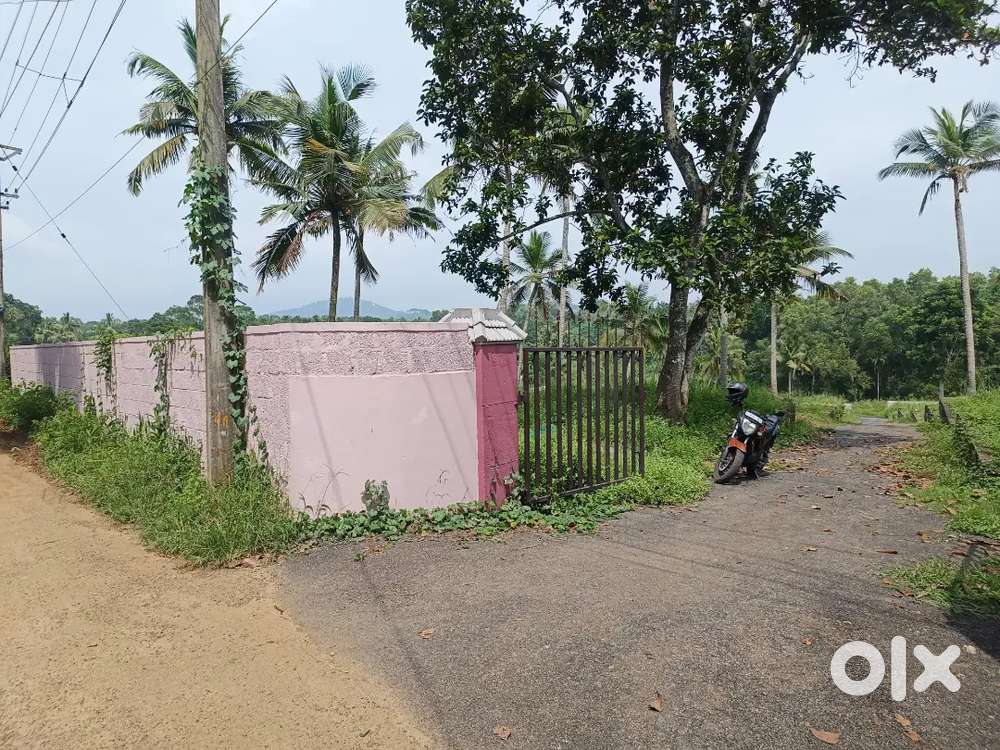 Vellayani pallichal 1 Km NH 116 Cent land sale 3.5 Lakhs cent tar road