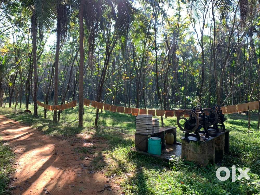 Agricultural land Rubber Kokkada(Belthangadi)