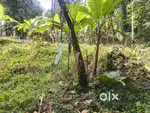 28.5 cent Land for sale in MC road