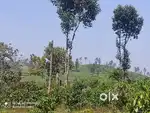 Homestay Land For sale In Chunda Wayanad