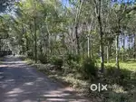 50 CENT HOUSE/ VILLA PLOT FOR SALE IN PAYYAMPALLY, WAYANAD