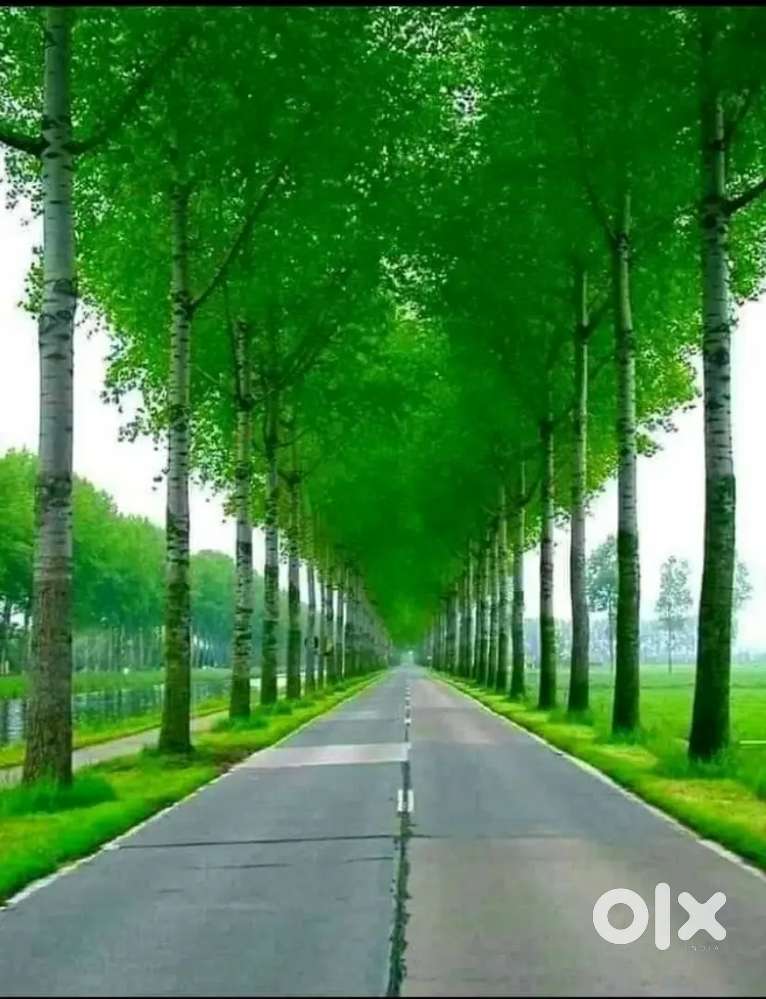 Residential 1 Room, Kitchen Bathroom On Rent Gents only