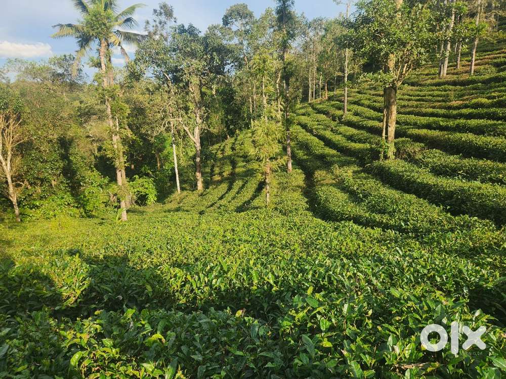 5 ACER DRY LAND TEA PLANT AND 3.5 ACER PADDY FIELD ,7 BHK HOUSE @SALE