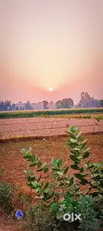 Ntcp khurja danwar