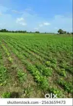 Agriculture land 3 bigha near 51 siddh peeth नैमिषारण्य me samp